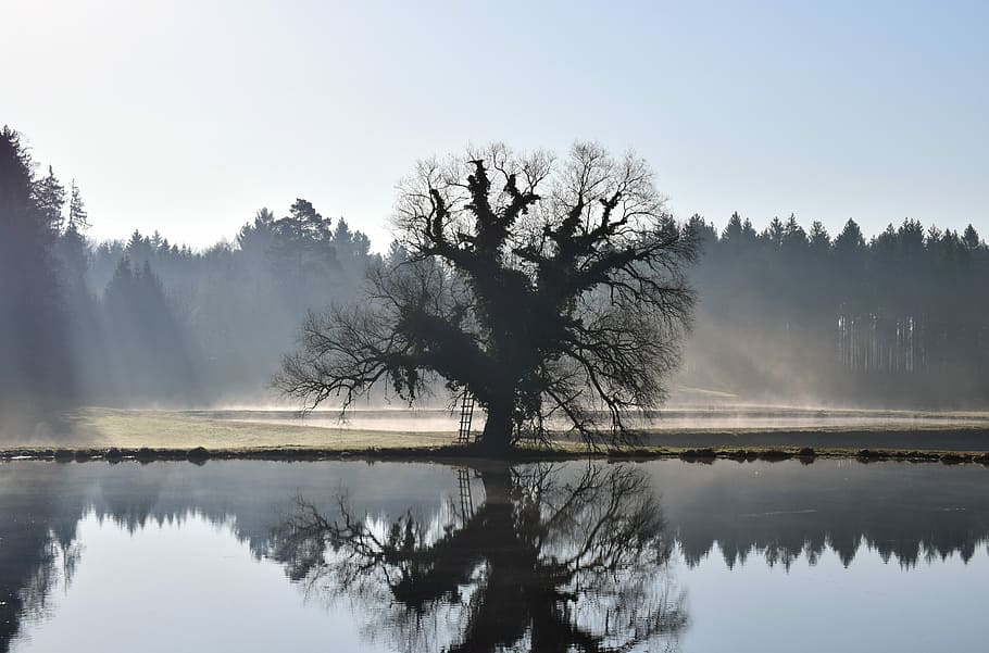 bare tree besides water, lake, waters, landscape, dawn, spring HD wallpaper