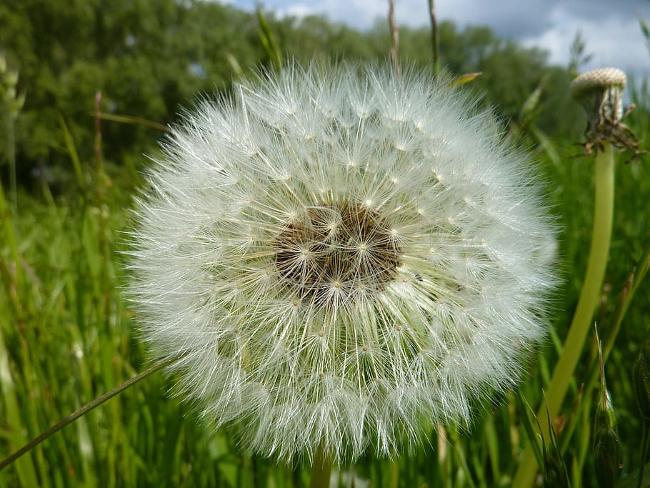 dandelion, nature, meadow, spring, plant, seeds, pointed flower HD wallpaper