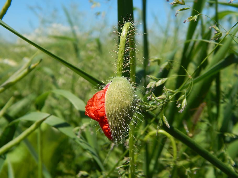 red, red weed, field, green, grain, plant, growth, green color HD wallpaper