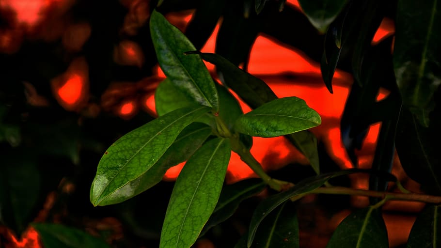 evergreen, nature, spring, leaf, plant part, growth, close-up HD wallpaper
