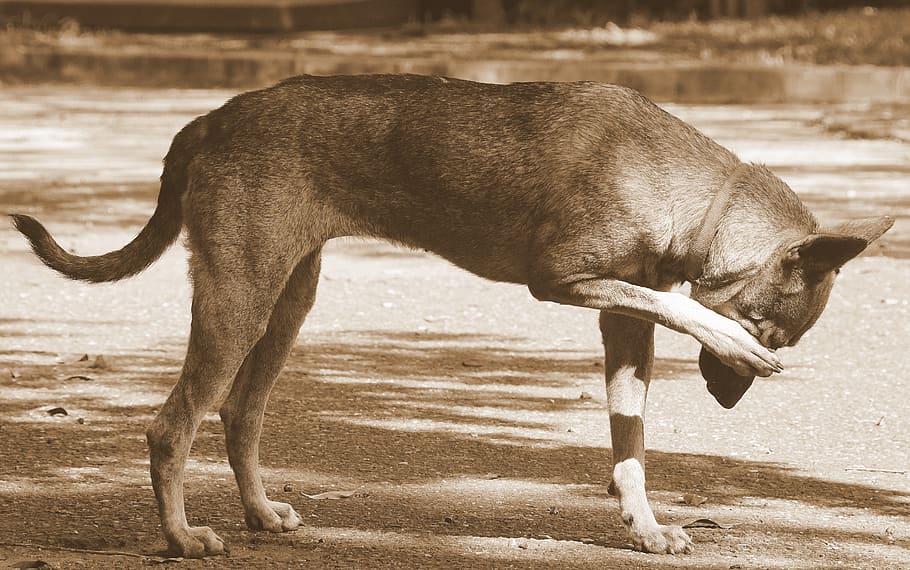 dog, itching, action, pet, mammal, animal, animal themes, domestic animals HD wallpaper