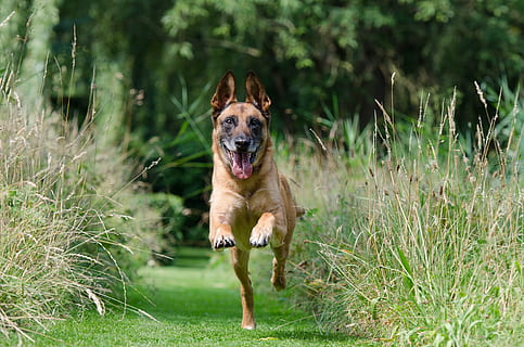 dog running on grass field, malinois, retrieve, dog training HD wallpaper