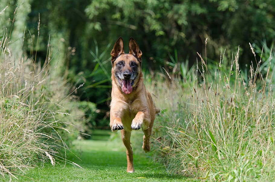 dog running on grass field, malinois, retrieve, dog training HD wallpaper