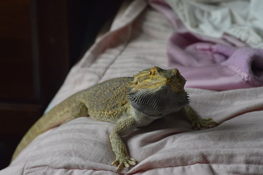 reptile, bearded, curious, creature, lizard, wild, watching HD wallpaper