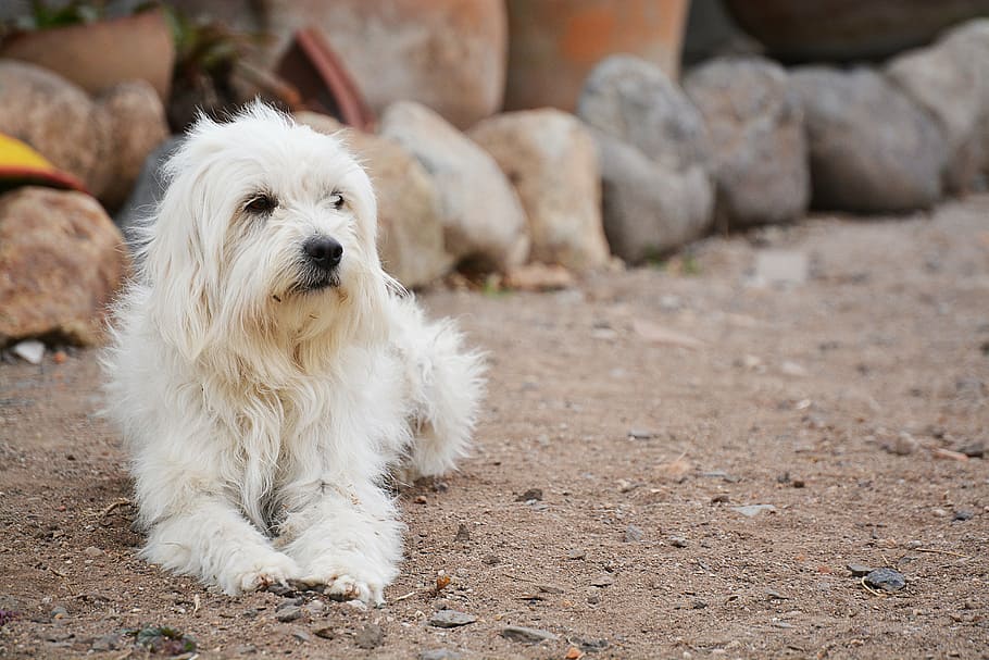 adult white Maltese prone lying on dirt road at daytime, dog