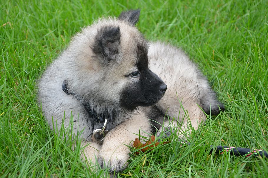 gray german shepherd puppies