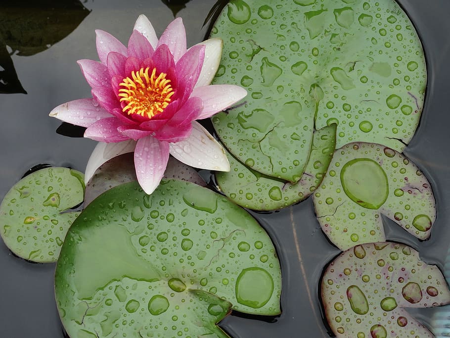 water lily on body of water, Lily Pad, Orchid, flower, drops, HD wallpaper