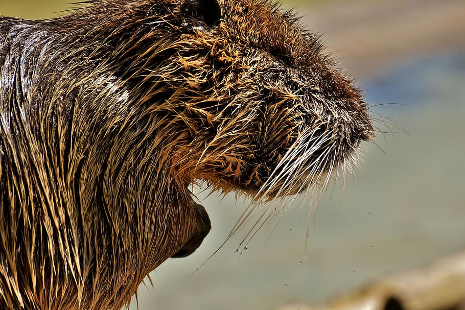 nutria, water rat, splashing, animal world, nature, fur, rodent HD wallpaper