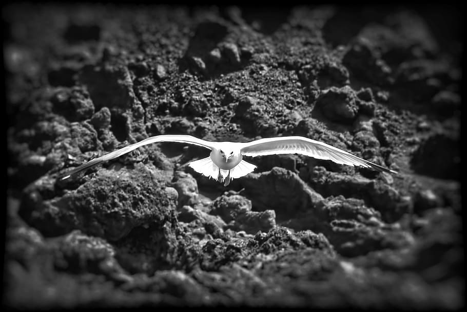 seagull, bird, fly, lanzarote, black, white, sw, nature, animal HD wallpaper