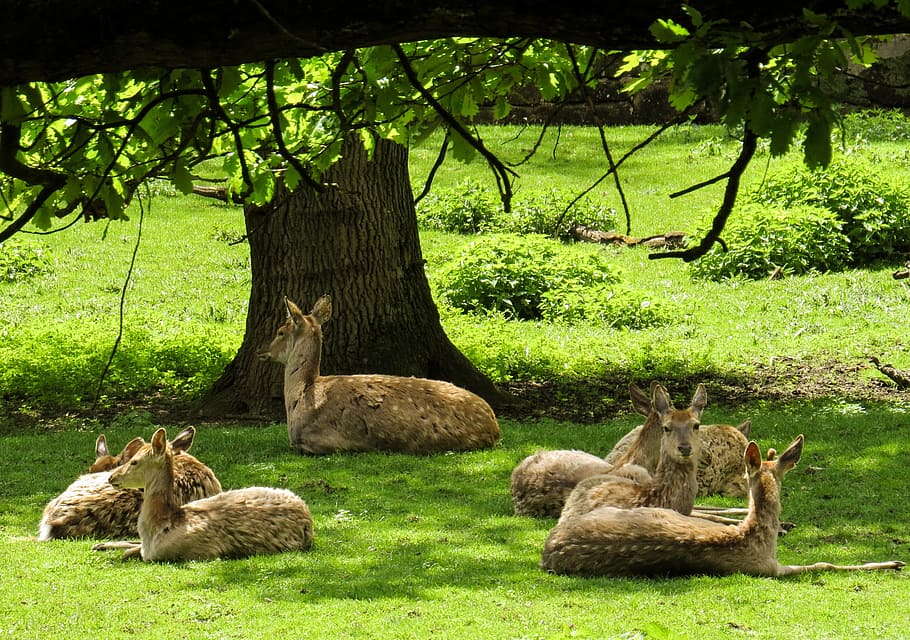 deer, forest, shadow, concerns, wild, plant, tree, green color HD wallpaper
