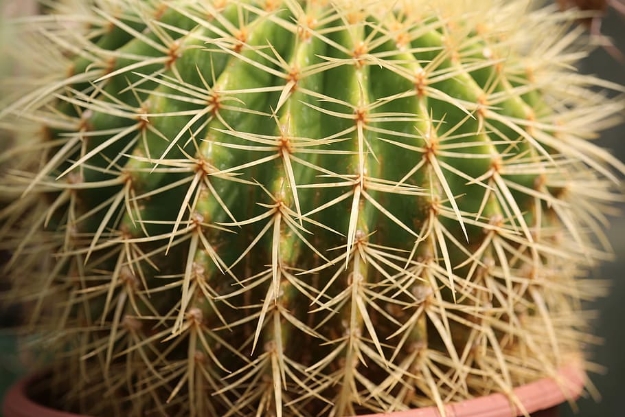 cactus, spine, succulent, sharp, desert, dry, botanical, needle HD wallpaper