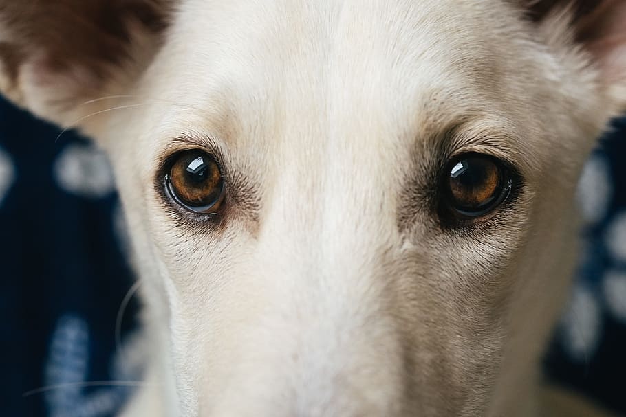 Dog eyes, animals, pets, canine, purebred Dog, looking, cute HD wallpaper