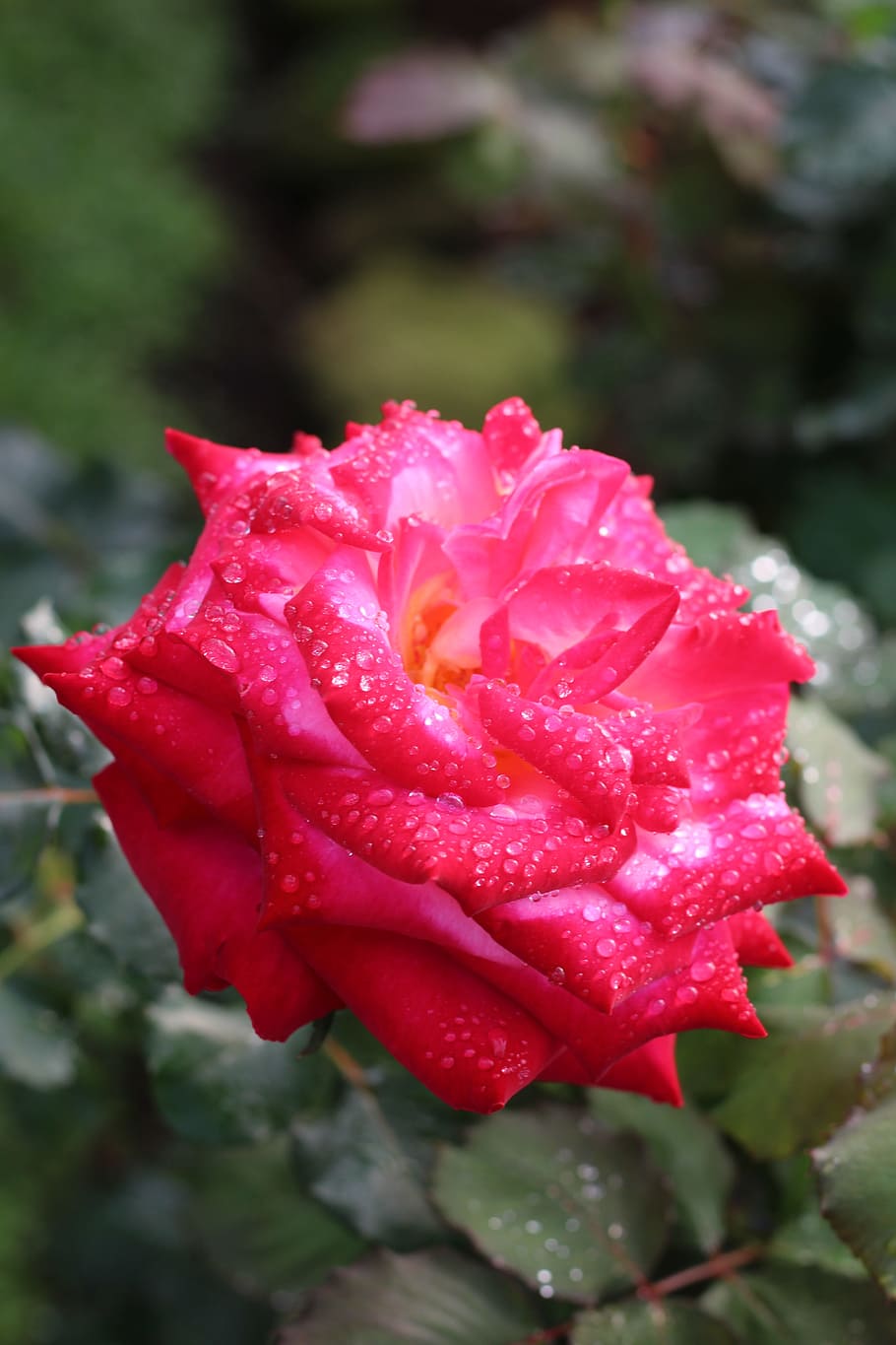 flower, rose, doi suthep, flowering plant, beauty in nature HD wallpaper