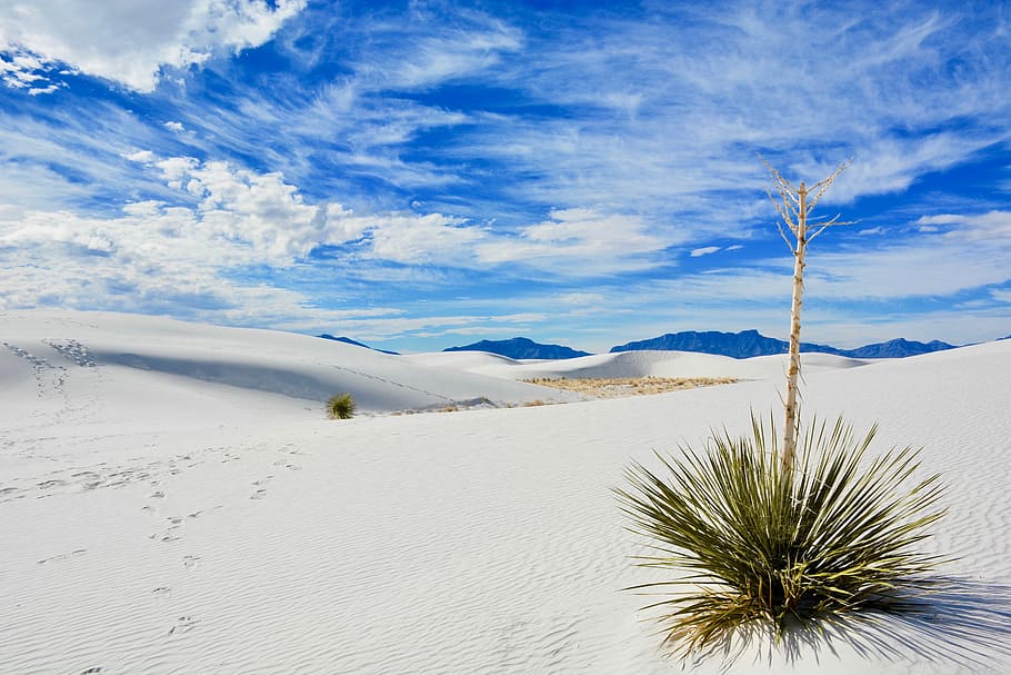linear green leafed plant on desert under blue sky during daytime, green leafed plant on desert HD wallpaper