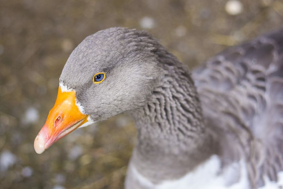 Bird, Domestic Goose, grey, bill, eye, black eye, portrait HD wallpaper