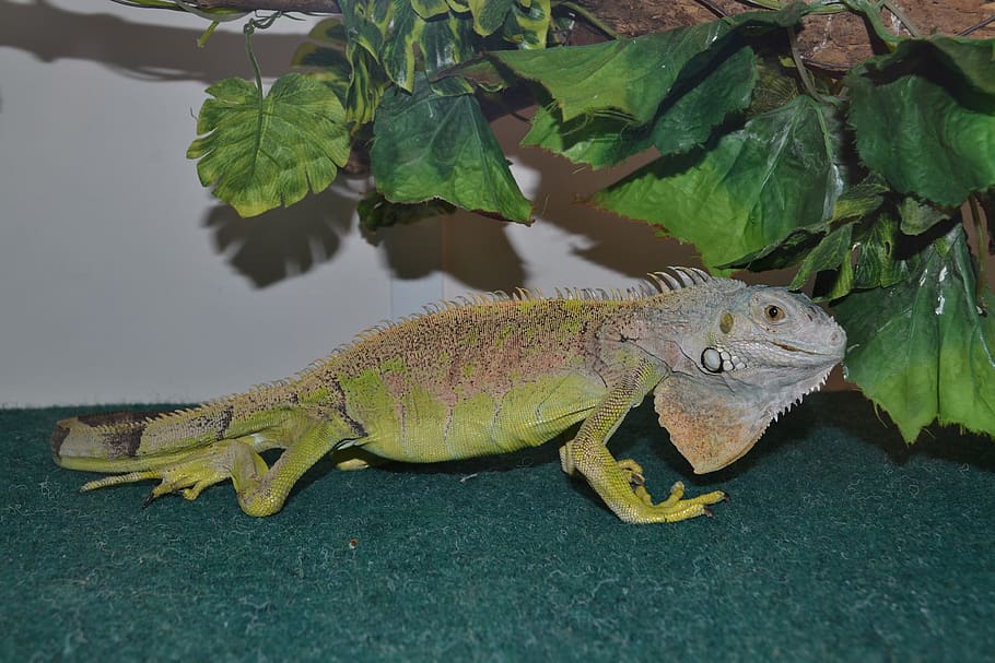 lizard, nature, reptiles, animal, animal themes, one animal HD wallpaper