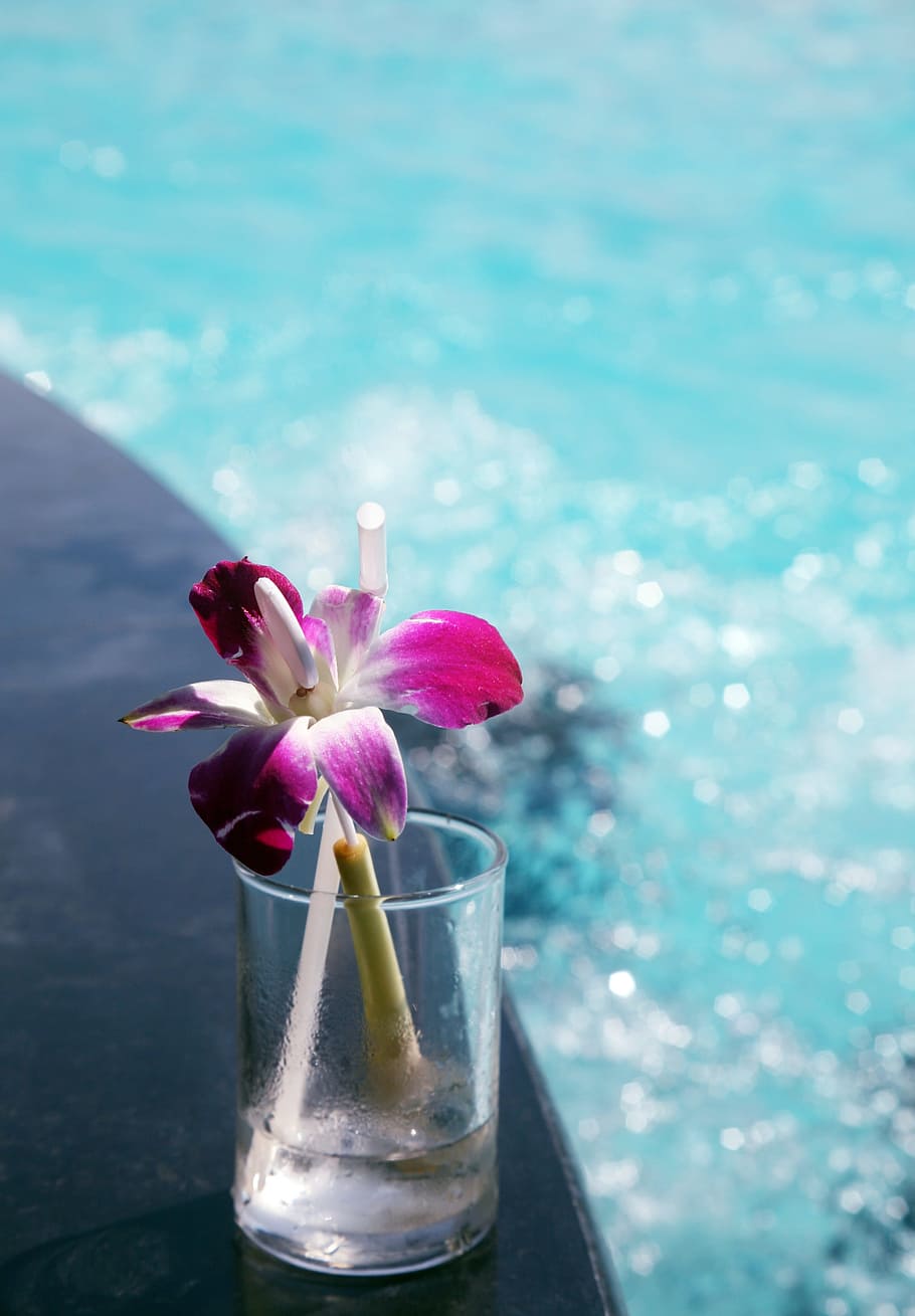 shallow focus photo of purple flowers, Break, Water, Cup, water cup HD wallpaper