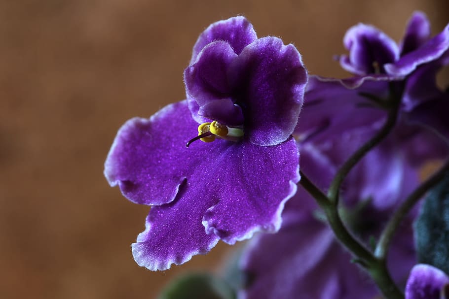 macro photography of purple orchid flower, african violets, petal