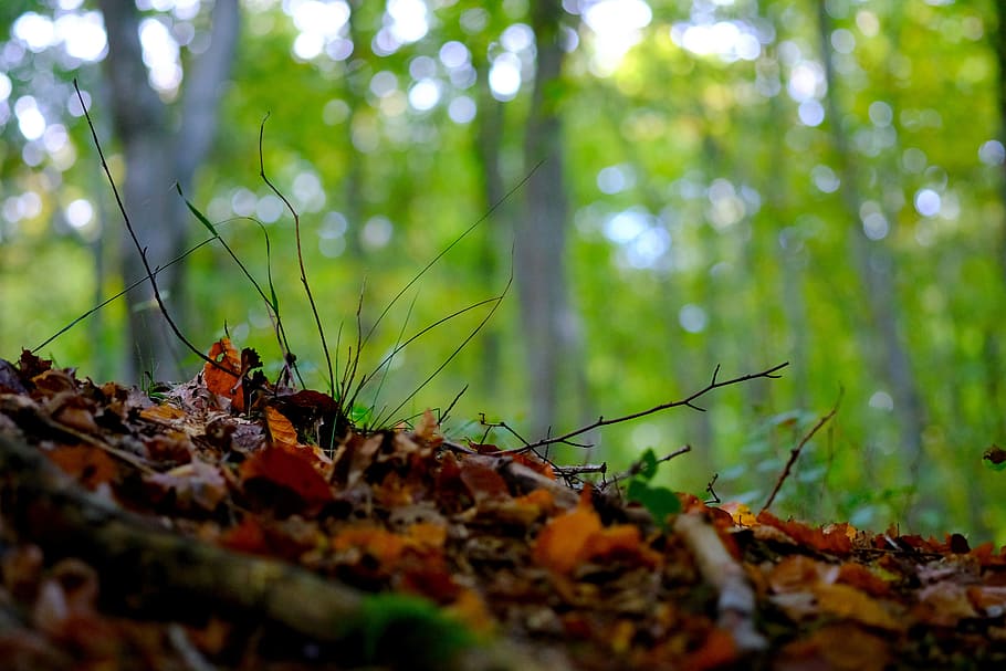 forest floor, nature, moss, autumn, leaves, glade, trees, dead wood, HD wallpaper
