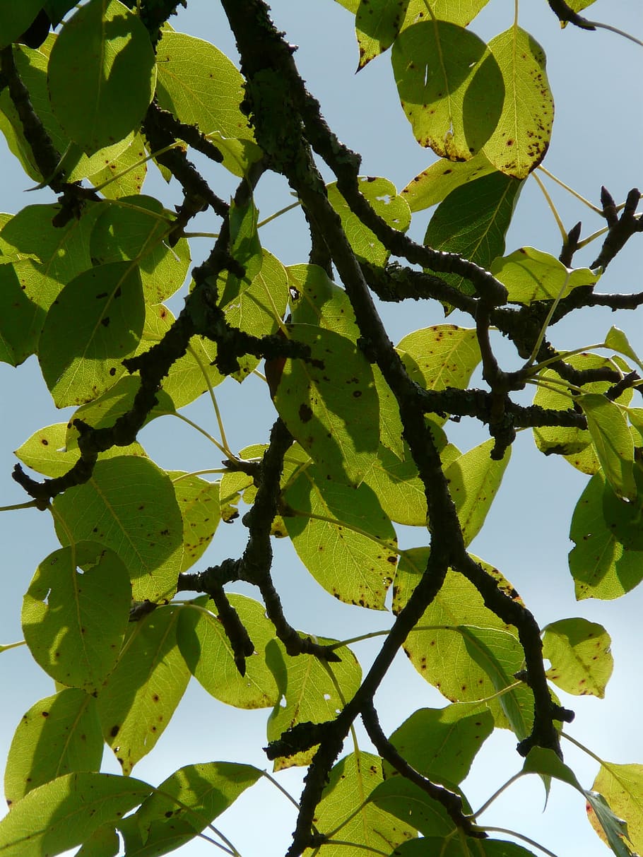 Birnbaum, Leaves, Pear, Orchard, birnbaum leaves, fruit tree HD wallpaper