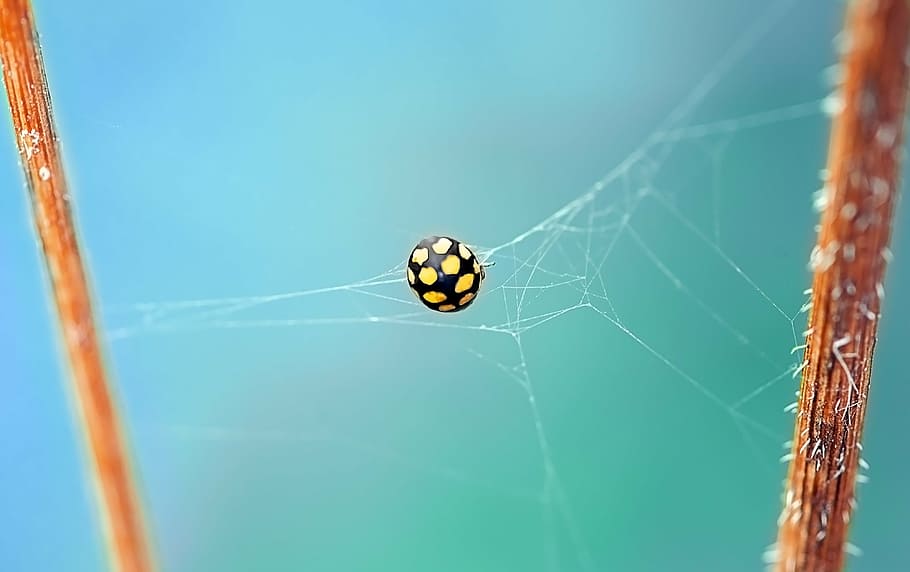 yellow and black spider on web, ladybug, beetle, points, dry grassland-ladybug HD wallpaper