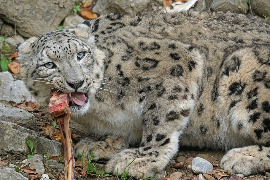 snow leopard, irbis, big cat, predator, noble, stains, food HD wallpaper