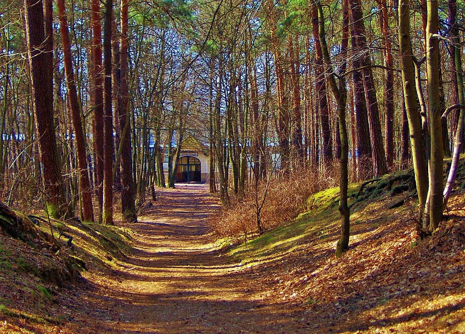 forest, forest path, trees, shadow, forest station, land, the way forward HD wallpaper