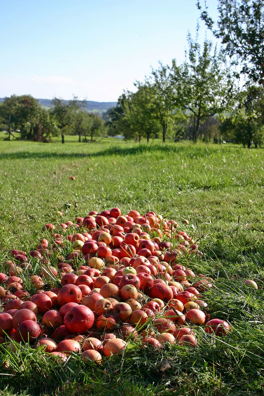 red apple fruits on green grass field, orchard, windfall, vitamins HD wallpaper