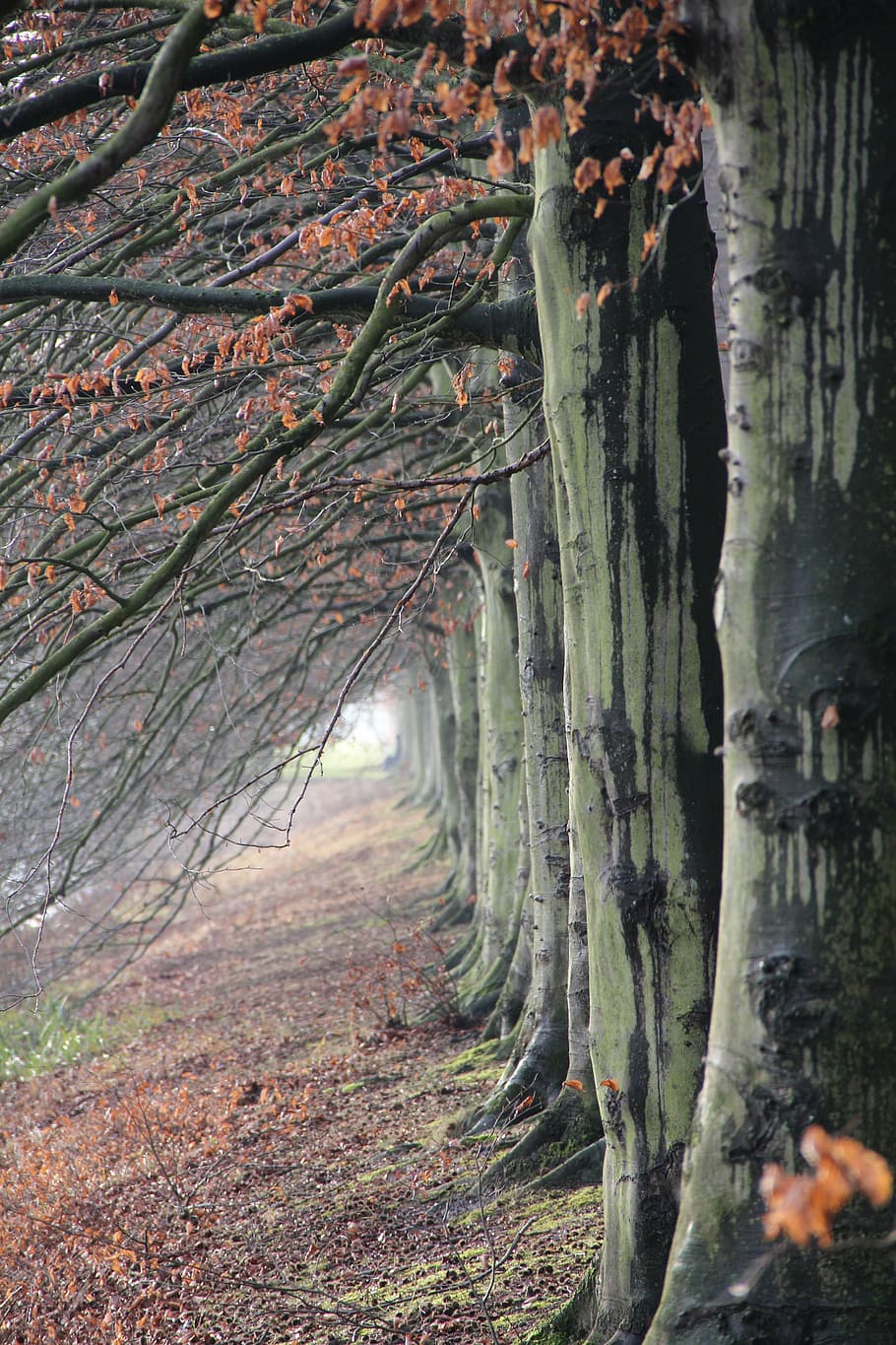 selective focus photography of tree, forest, nature, landscape HD wallpaper