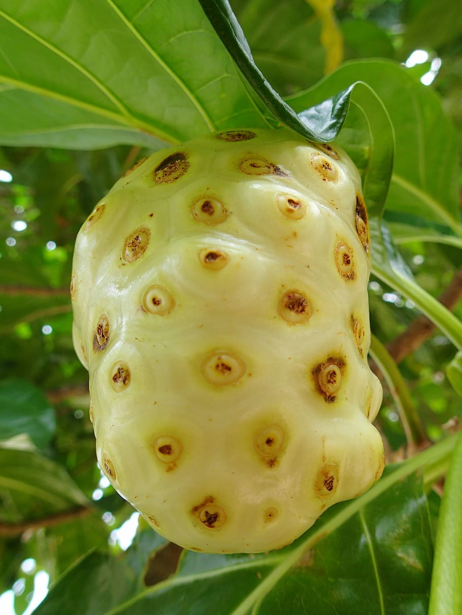 Noni, Fruit, Roatan, green color, close-up, plant, day, outdoors HD wallpaper