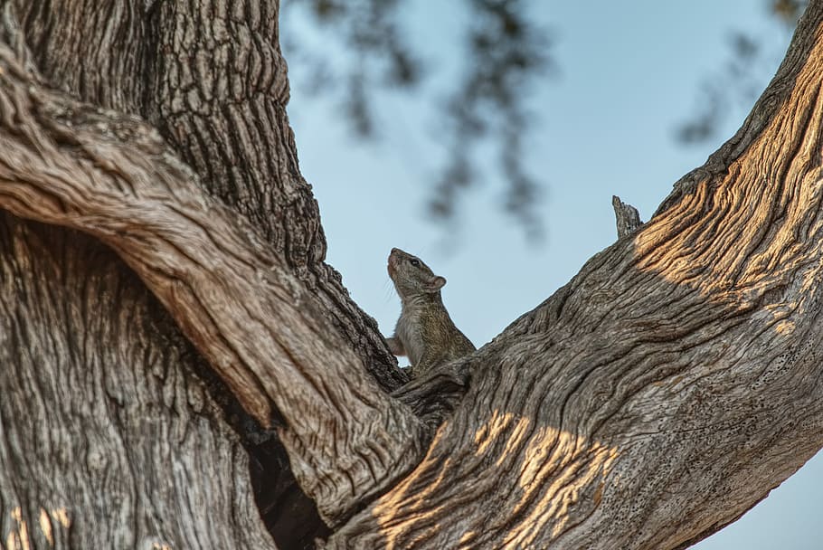 gray animal on brown trunk, gray squirrel on brown tree, woodland HD wallpaper