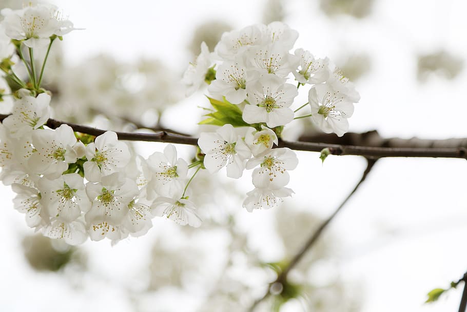 closeup photo of white petaled flowers, apple blossom, spring HD wallpaper