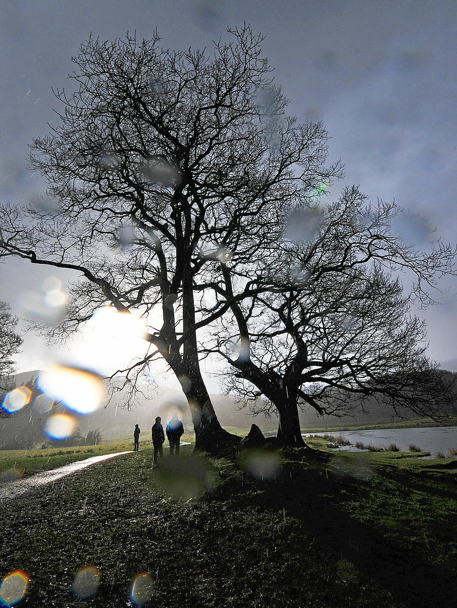 tree, rain, cumbria, weather, water, wet, nature, landscape HD wallpaper