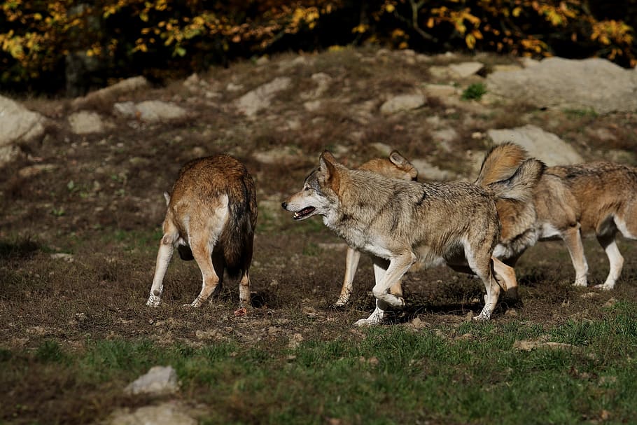 pack of wolves, predator, canada, timber wolves, wild animal HD wallpaper