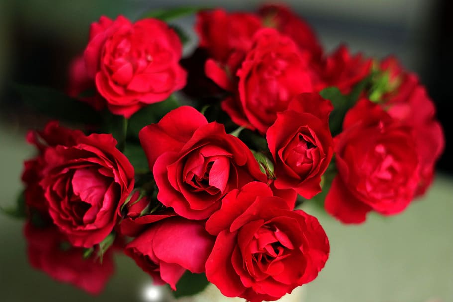 Hd Wallpaper Roses Red Roses Nature Beautiful Flower Bouquet Flowering Plant Wallpaper Flare