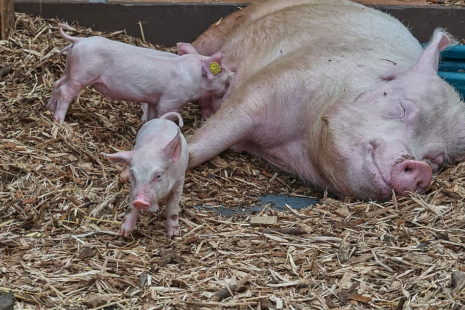pig and piglets on ground, launchy, suckle, funny, young animals HD wallpaper