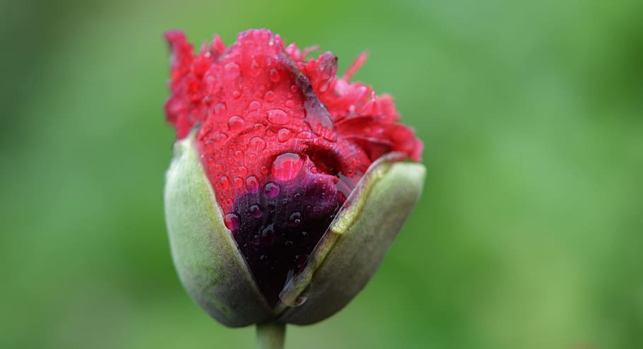 Flower, Red, Water, Water, Drop, Nature, Wet, macro, rain, garden HD wallpaper