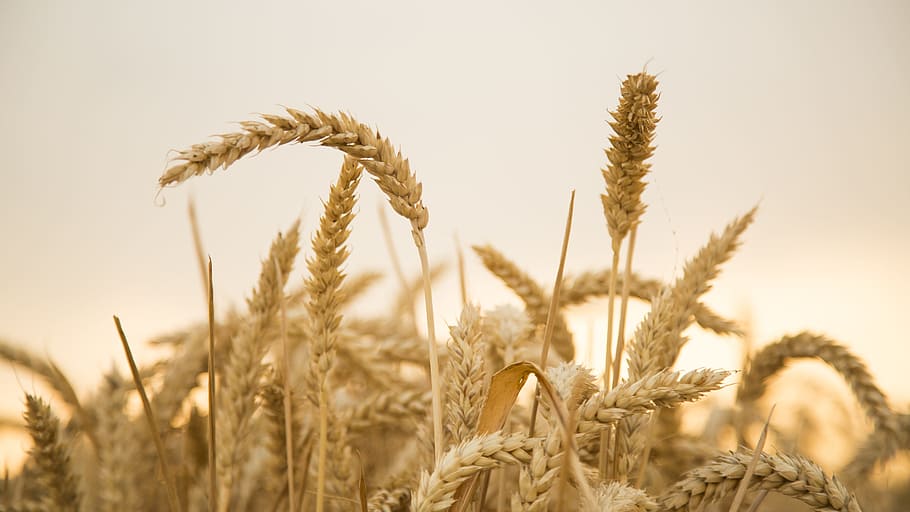 wheat field during day, sunset, harvest, fruit fact, 飽 full HD wallpaper