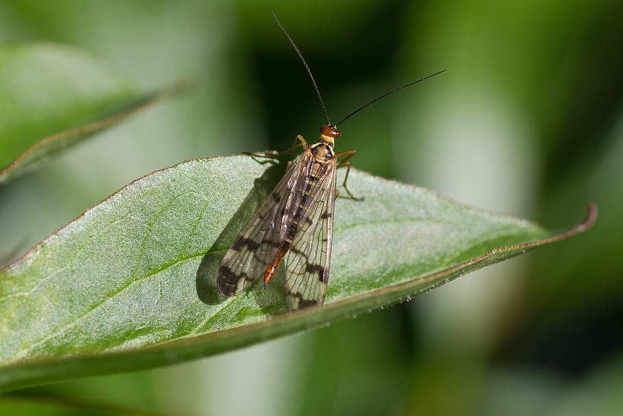 insect, macro, nature, bug, wild, wildlife, green, natural HD wallpaper
