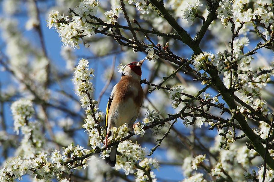 goldfinch, bird, tree, flowers, spring, nature, branch, animal HD wallpaper