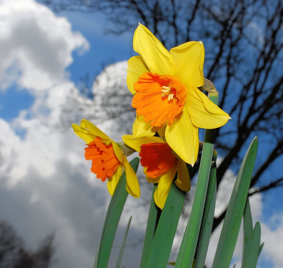 HD wallpaper: selective focus photography of yellow-and-orange daffodil