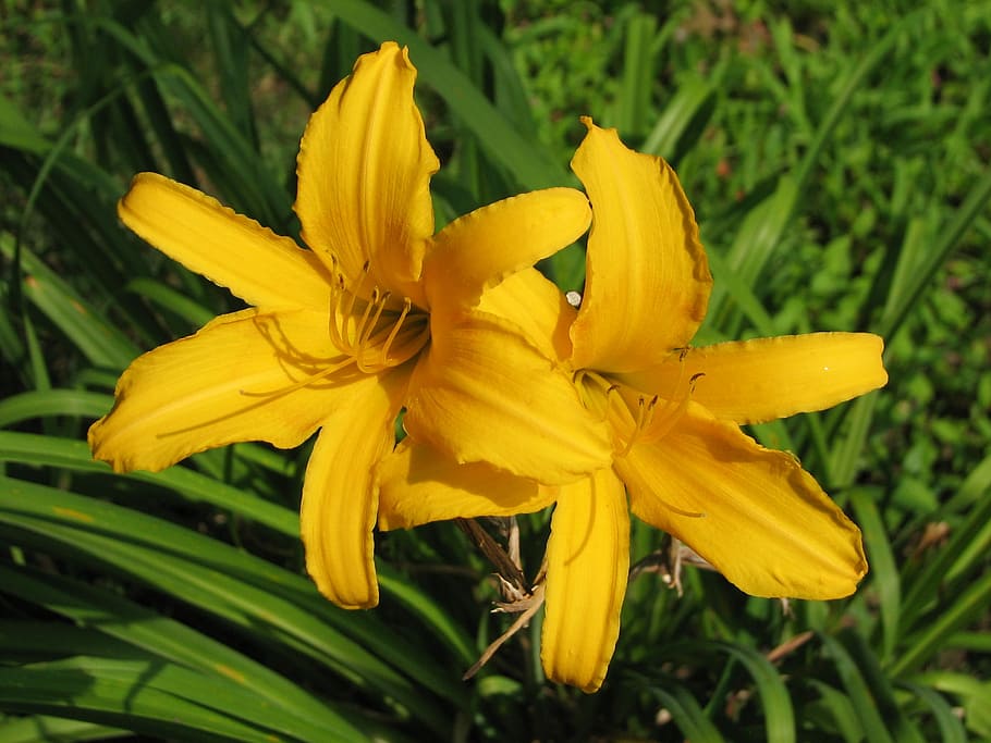 Daylily, Mexican Sunflower, yellow flowers, blossom, petal, spring, HD wallpaper