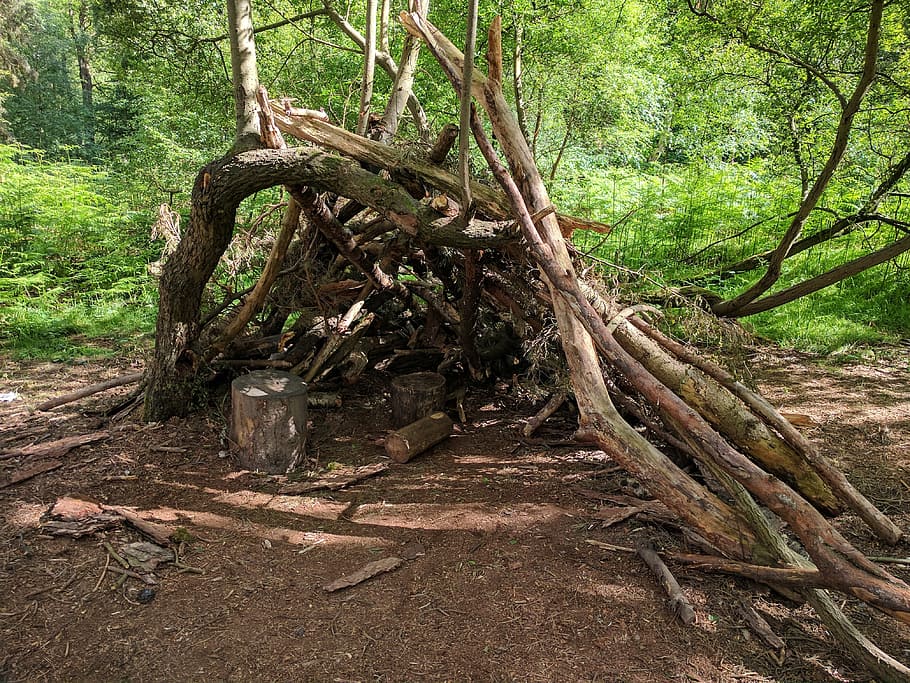 forest, tree, den, nature, green, wood, leaf, natural, forest trees HD wallpaper