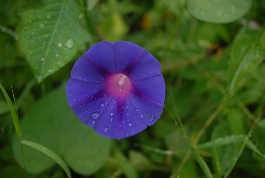 flower, flora, nature, plant, water, fragility, vulnerability HD wallpaper
