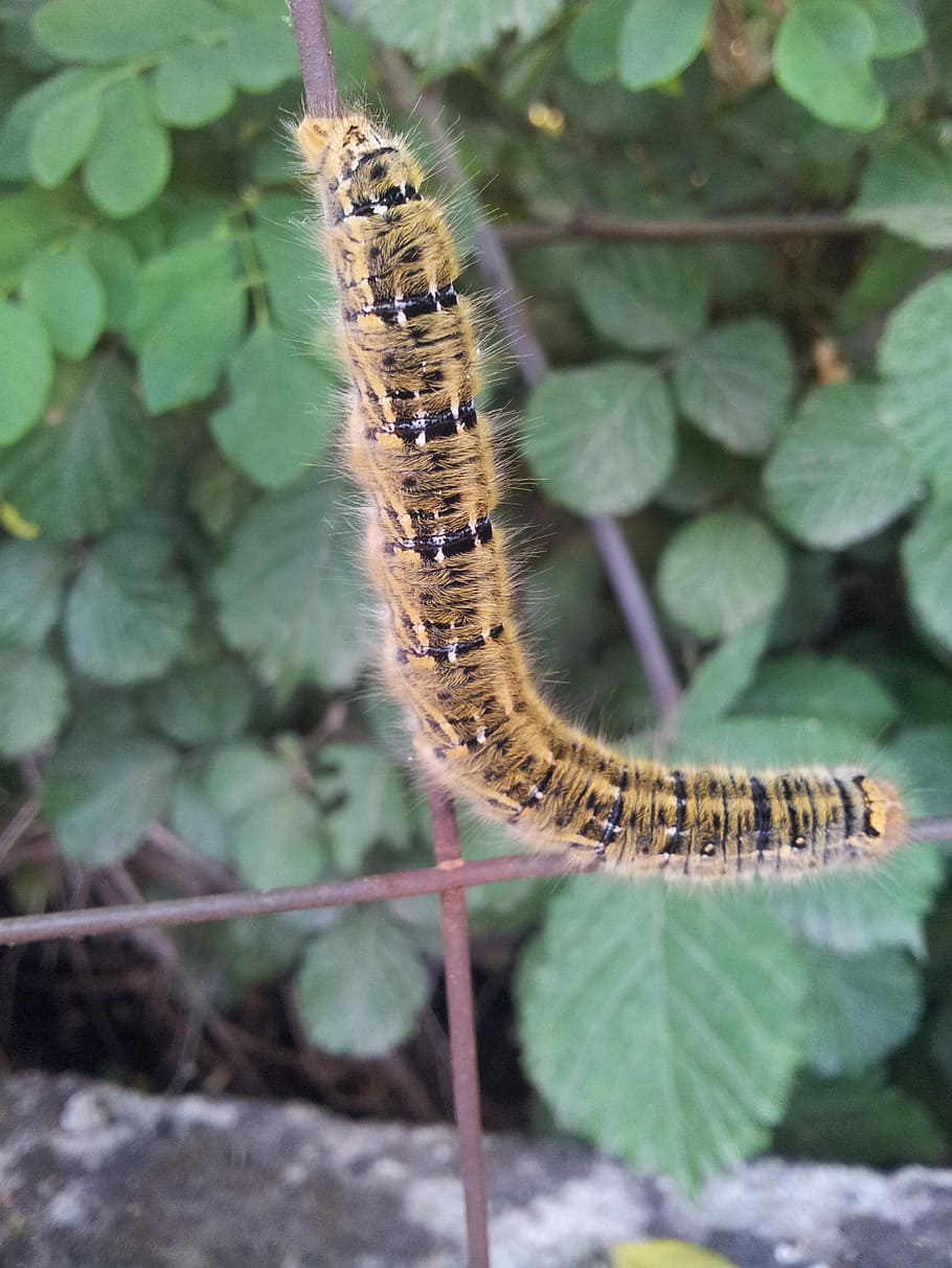 Caterpillar, Nature, Insect, one animal, animal wildlife, animal themes HD wallpaper