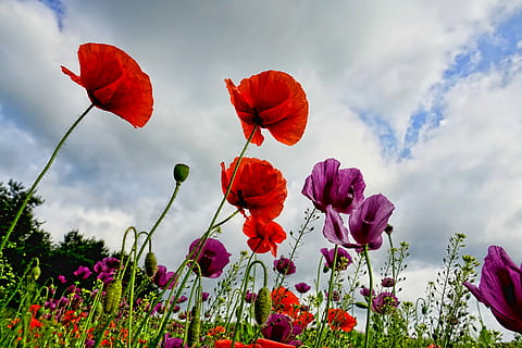 closeup photo of red and purple petaled flowers, poppies, sky HD wallpaper