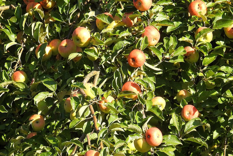 apple tree, fruit, kernobstgewaechs, nature, agriculture, food HD wallpaper