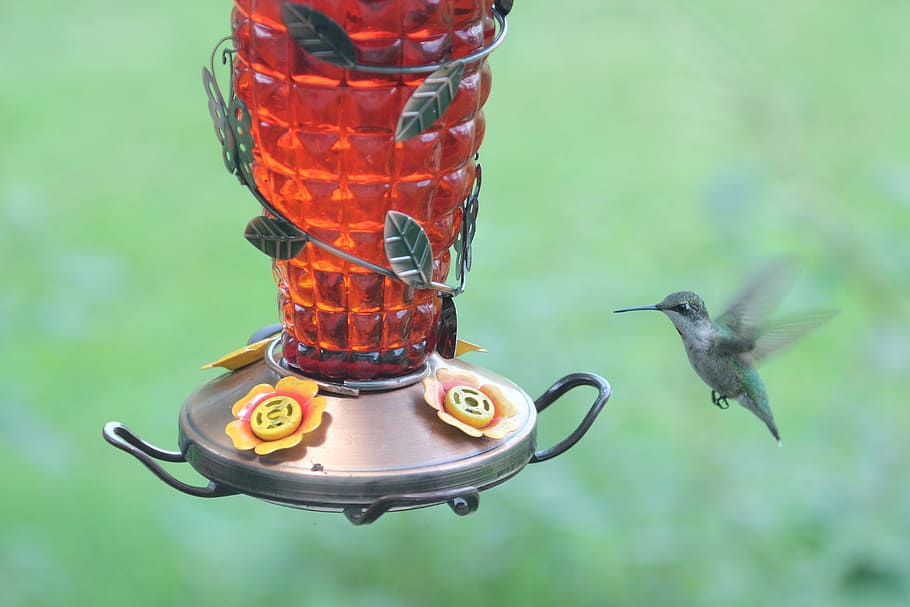 bird, hummingbird, ruby throated, wildlife, nature, flying HD wallpaper