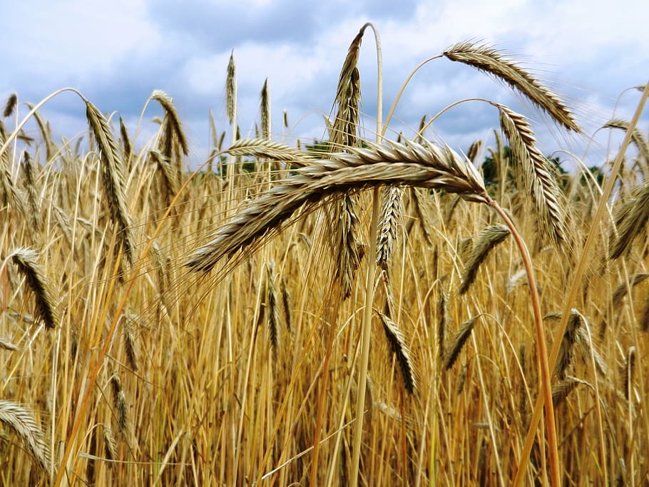 corn, ears, hay, flour, grain, wheat, rye, bread, role, farmer HD wallpaper
