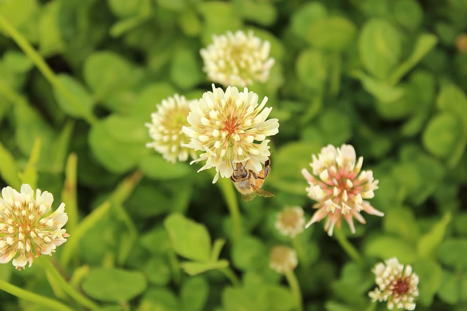nature, green, grass, clover, spring, vegetation, bumblebee HD wallpaper
